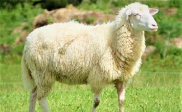 উত্তম পন্থা