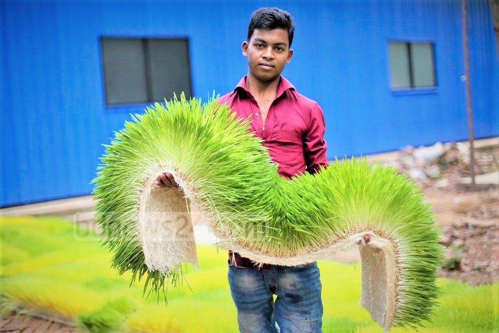 আবহাওয়ায় হাইড্রপোনিক ঘাসের ভালো ফলন পাওয়া যায়