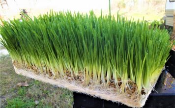 হাইড্রোপনিক প্রযুক্তিতে ঘরেই সবুজ ঘাস চাষ: খামারীদের জন্য আশার আলো