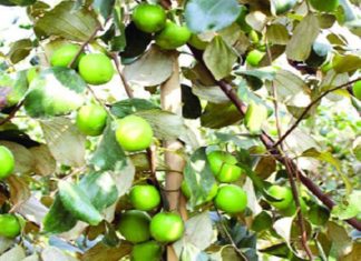 ছাদে বাউকুল চাষে অসাধারণ সাফল্য