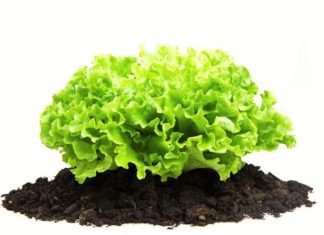 লেটুসপাতা