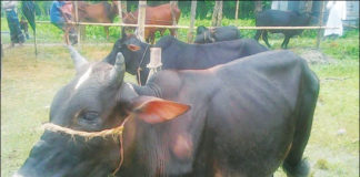 চিত্র: স্বল্প মেয়াদে গরু মোটাতাজাকরণ এর জন্য আদর্শ