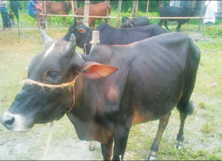 চিত্র: স্বল্প মেয়াদে গরু মোটাতাজাকরণ এর জন্য আদর্শ