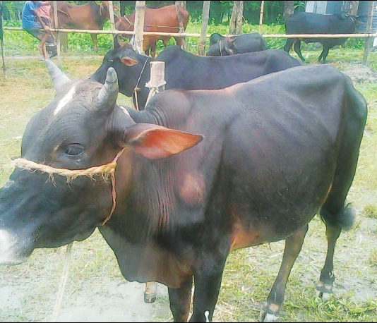 চিত্র: স্বল্প মেয়াদে গরু মোটাতাজাকরণ এর জন্য আদর্শ