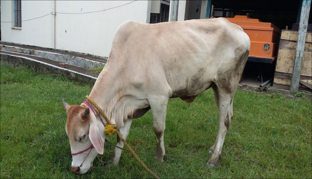 স্বল্প মেয়াদে মোটাতাজাকরণের জন্য এমন গরু নির্বাচন করতে পারেন