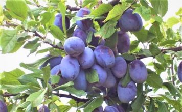 উচ্চমূল্যের আলুবোখারা চাষ পদ্ধতি