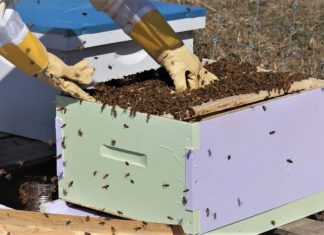 এই শীতে মধু চাষ করে লাখ টাকা আয় করতে পারেন!!