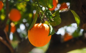 কমলা চাষ পদ্ধতি