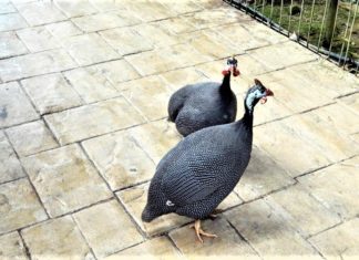 তিতির পাখি