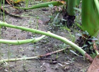 কচুর লতি চাষ পদ্ধতি