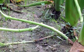 কচুর লতি চাষ পদ্ধতি