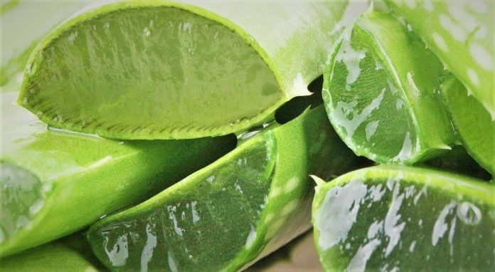 অ্যালোভেরা বা ঘৃতকুমারীর চাষ পদ্ধতি!!