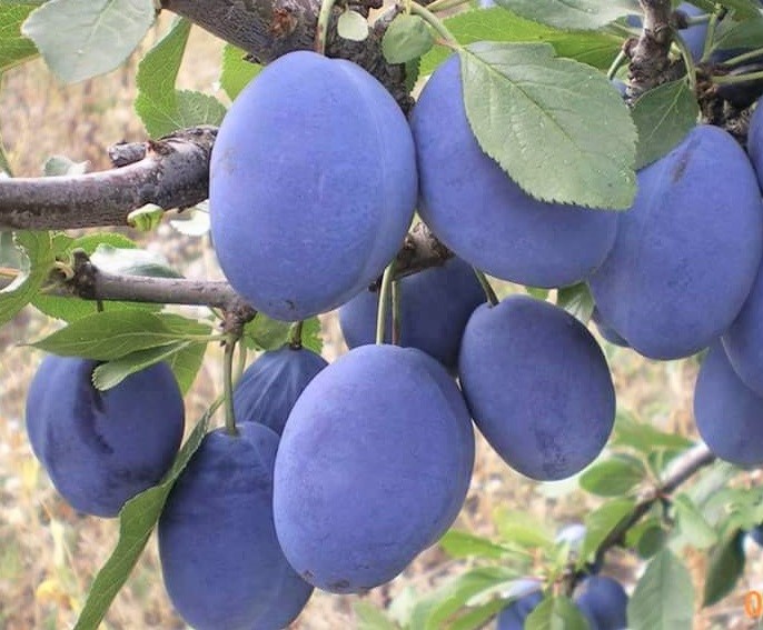 আলু বোখারা